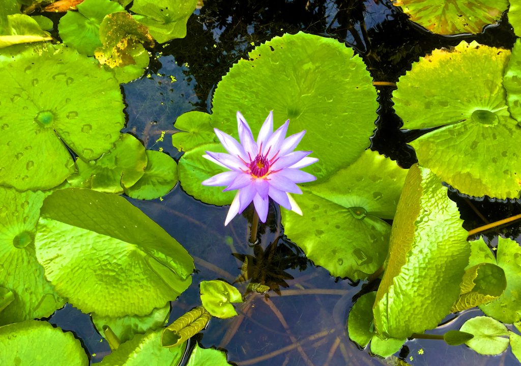 Kampong - Flower Purple