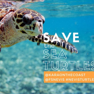 Save the Sea Turtles: How a Caribbean Resort is Making a Major Difference