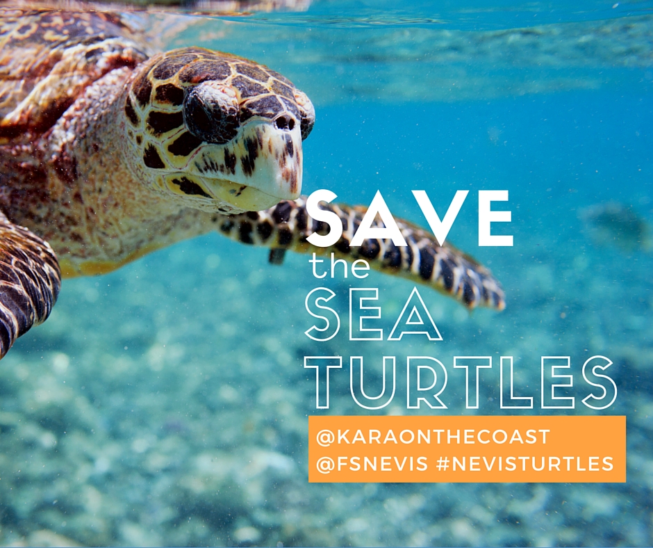 What Does Save The Turtles Mean