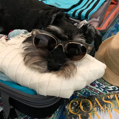 Super Cute Dog in a Suitcase + a Giveaway (of the luggage, not the puppy!)